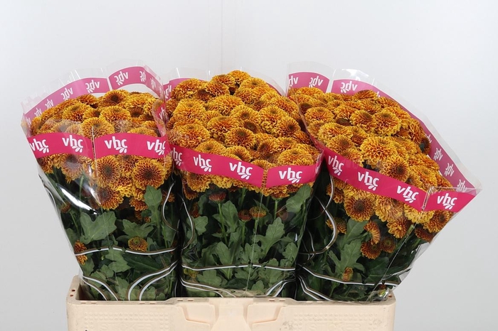 <h4>Chr San Aaa Doria Or</h4>