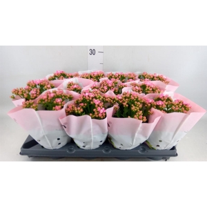 Kalanchoe blos.   ..rosebud