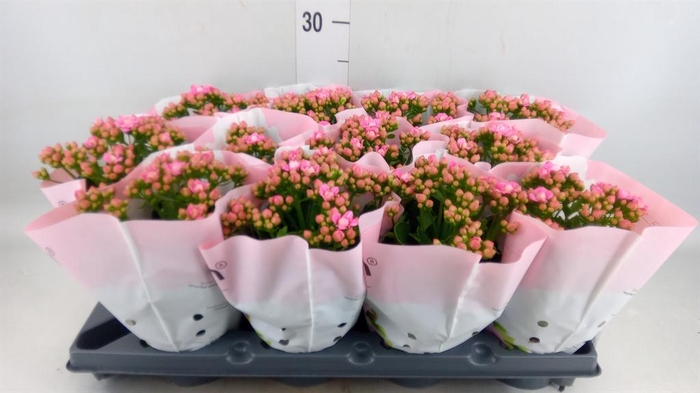 <h4>Kalanchoe blos.   ..rosebud</h4>