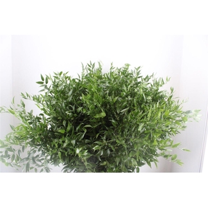 Ruscus Medium 200gr P Bunch