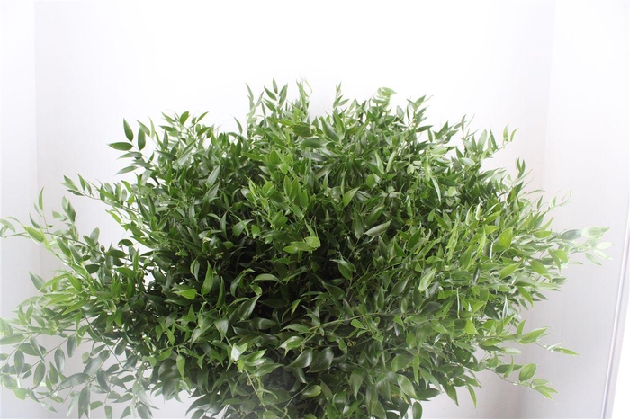<h4>Ruscus Medium 200gr P Bunch</h4>