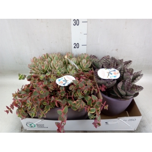 Succulents   ...