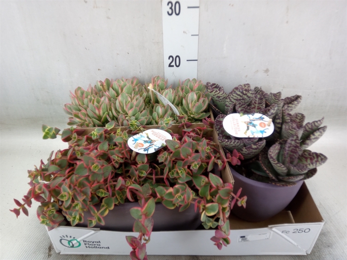 <h4>Succulents   ...</h4>