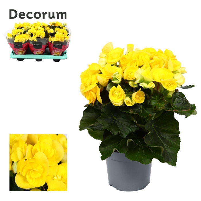 <h4>Begonia Yellow P13</h4>