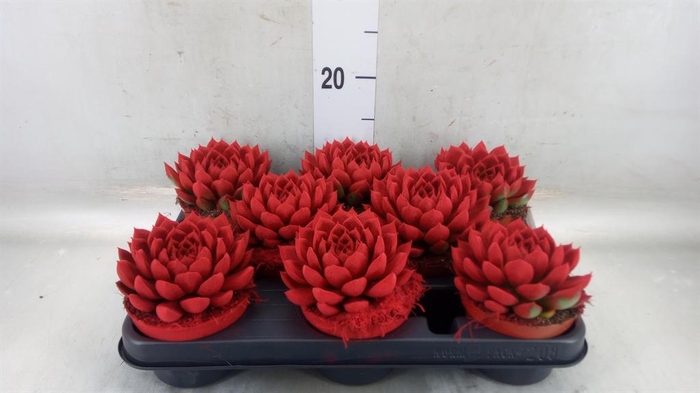 <h4>Echeveria  'Miranda'</h4>