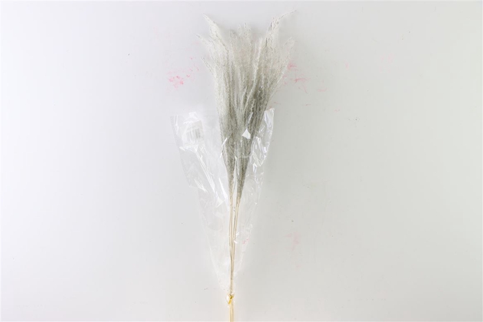 Dried Stipha Feather 5pcs Xl Grey Bunch
