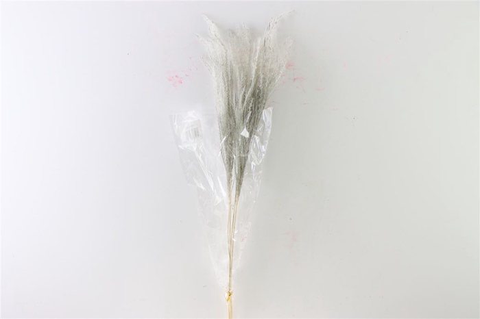 Dried Stipha Feather 5pcs Xl Grey Bunch