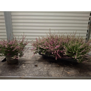 CALLU ECKART MIESSNE
