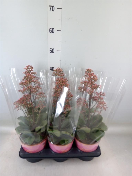 <h4>Kalanchoe  'WildFlow Surp Canyon'</h4>