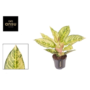 Aglaonema overig