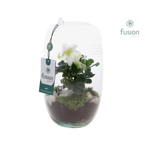 Green Bottle Isabella Medium met Helleborus