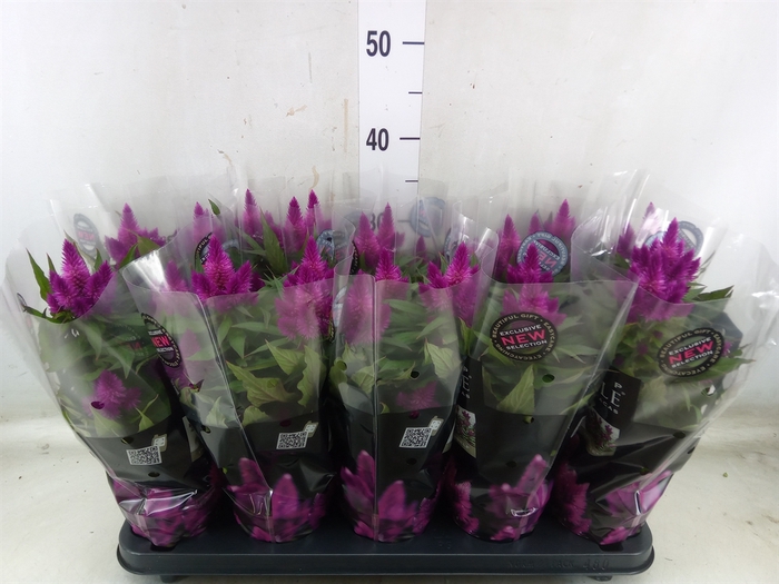 <h4>Celosia arg. SP 'Deep Purple'</h4>
