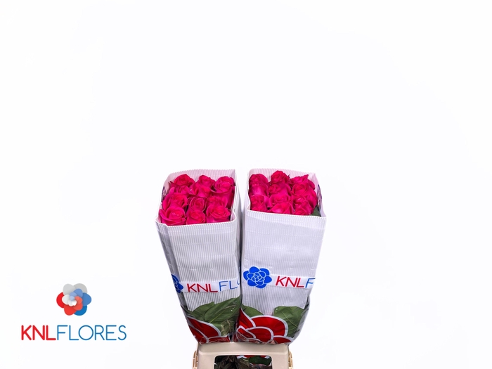 <h4>R GR PINK FLOYD!</h4>