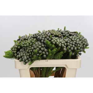 Kaaps Groen Albiflora