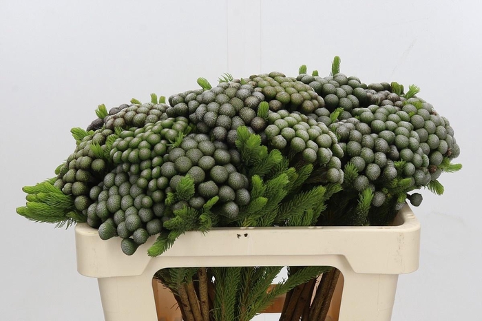 <h4>Kaaps Groen Albiflora</h4>