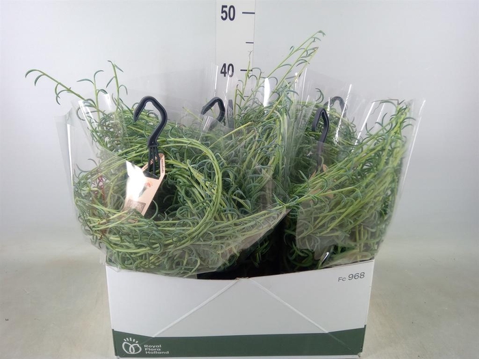 <h4>Senecio   ...</h4>