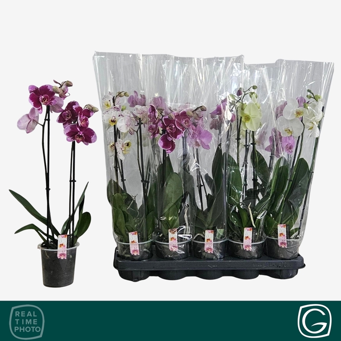 <h4>PHAL GEM 4 KL</h4>