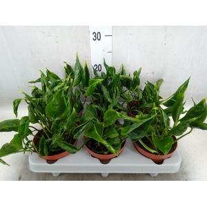 Epipremnum   ...