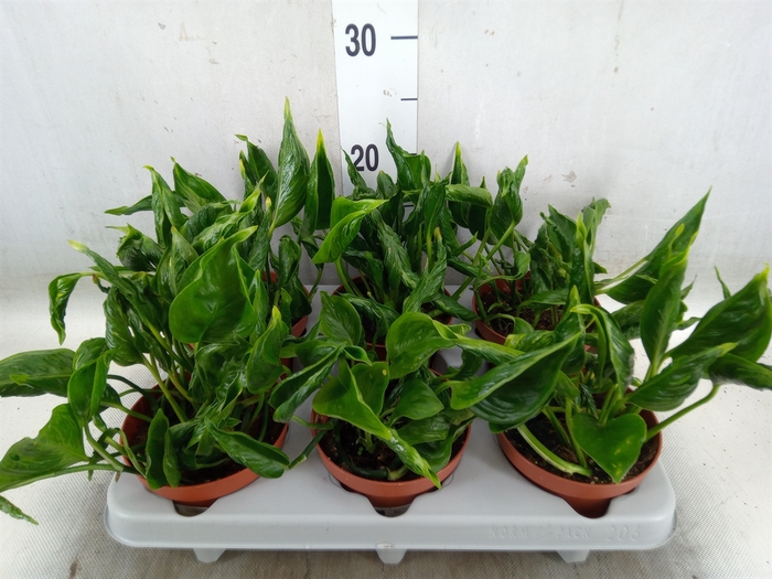 <h4>Epipremnum   ...</h4>