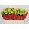 Hypericum Smiley Romance