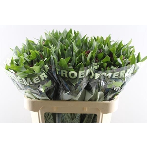 Alstr Rockstar (rood)