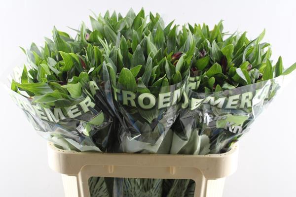 <h4>Alstr Rockstar (rood)</h4>