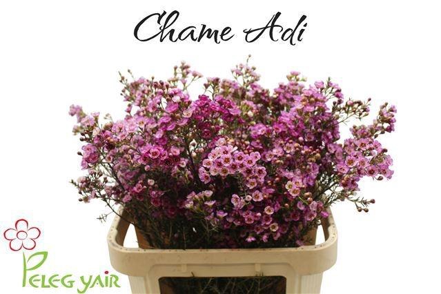 <h4>CHAME ADI</h4>