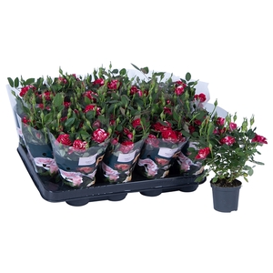 Rosa Gigi Parade