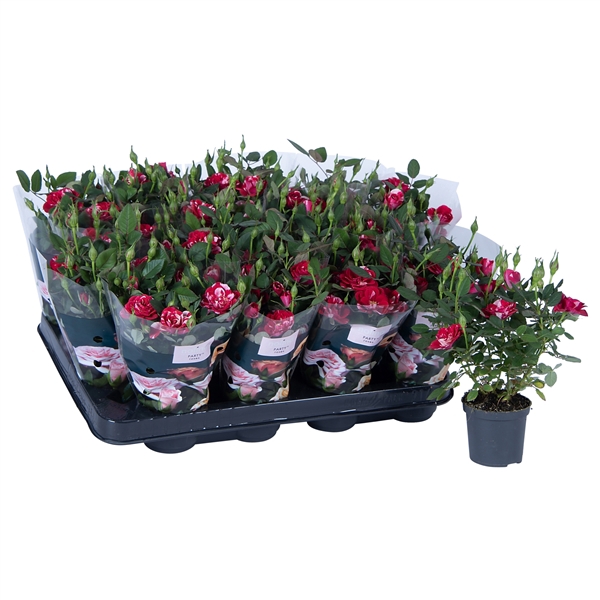 <h4>Nolina Special Roses Ø 7 cm Gigi</h4>