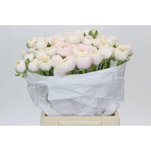 Ranunculus Clooney Hanoi