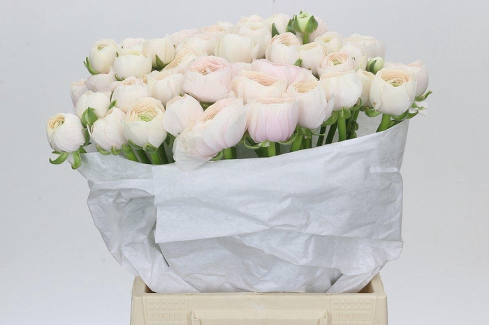 Ranunculus Clooney Hanoi