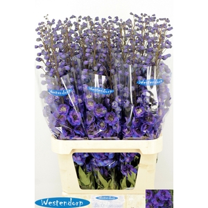 DELPH DU KI FL BLUE
