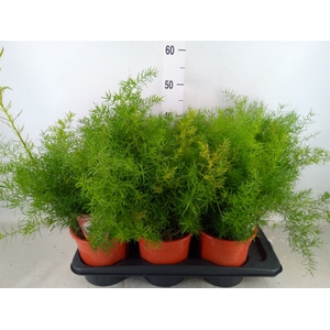 Asparagus dens. 'Sprengeri'