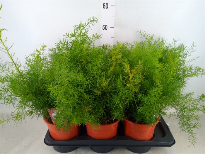 <h4>Asparagus dens. 'Sprengeri'</h4>