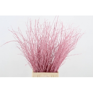 Betula Bs Light Pink FST
