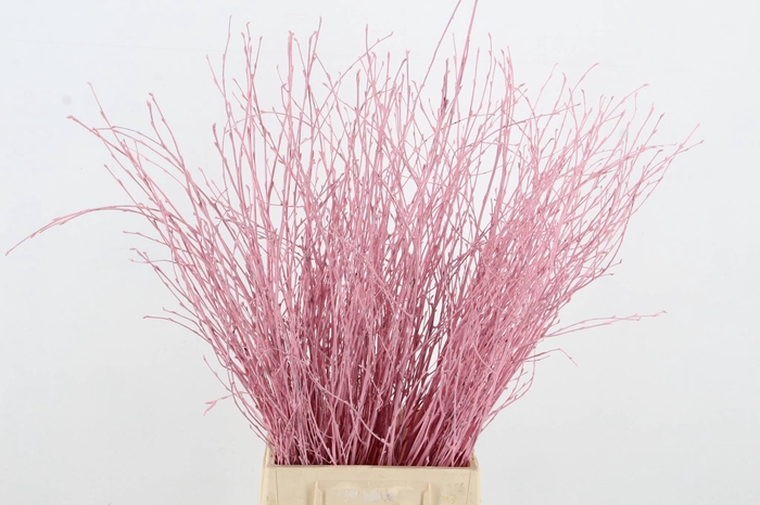 <h4>Betula Bs Light Pink FST</h4>