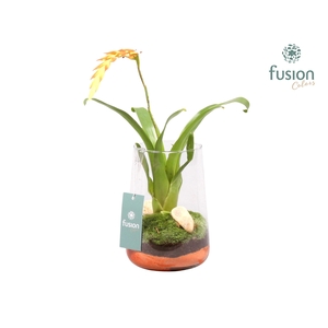 Green Bottle Deline Medium met Bromelia