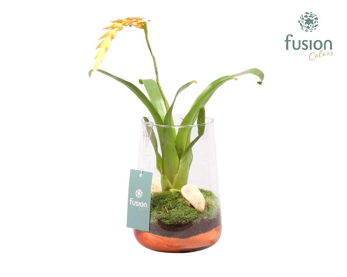 <h4>Green Bottle Deline Medium met Bromelia</h4>