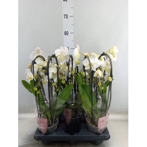 Phalaenopsis  'Elegant Cascade'
