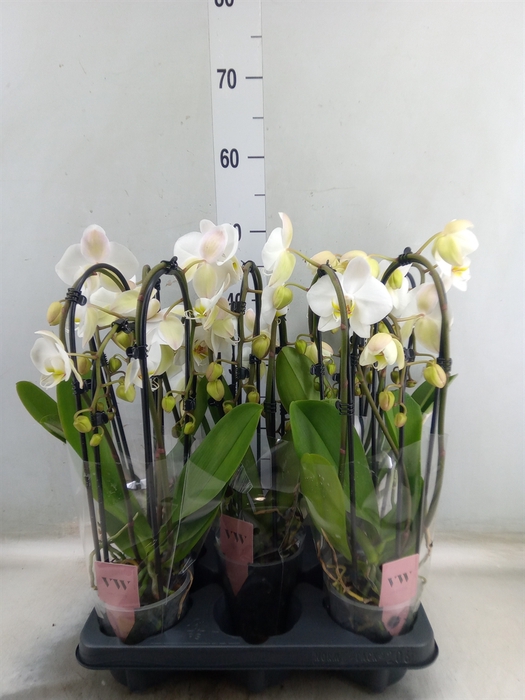 <h4>Phalaenopsis  'Elegant Cascade'</h4>