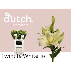 Li La Twinlife White 4+ Lily Master