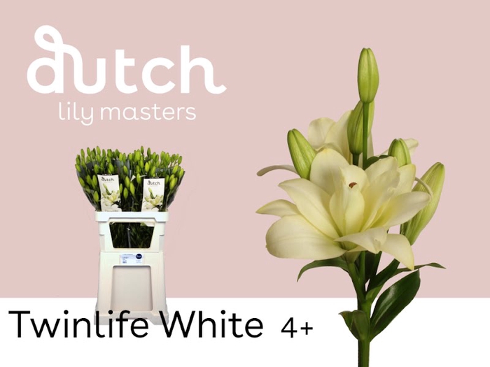 <h4>Li La Twinlife White 4+ Lily Master</h4>