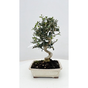 Olea sylvestris, pot 17cm., height 30cm.