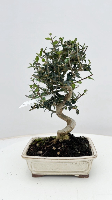 <h4>Olea sylvestris, pot 17cm., height 30cm.</h4>