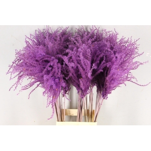 DF Miscanthus 90cm Milka