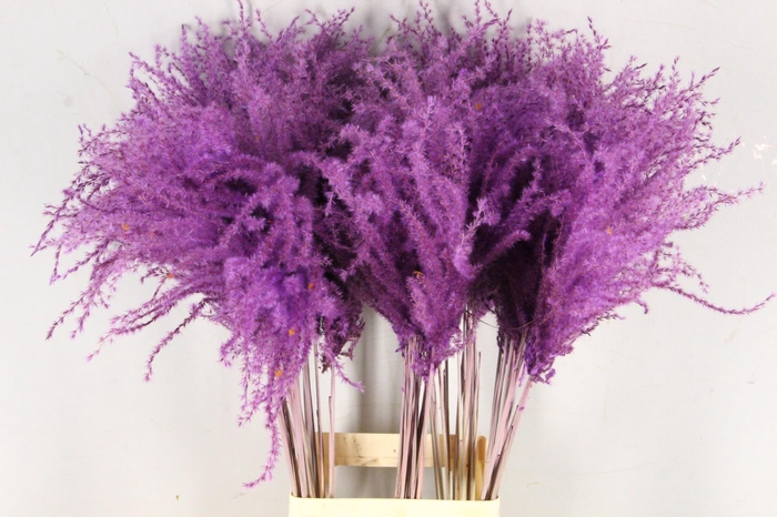 <h4>DF Miscanthus 90cm Milka</h4>