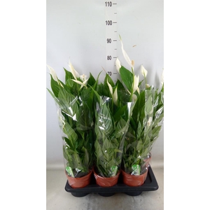 Spathiphyllum  'Verdi'