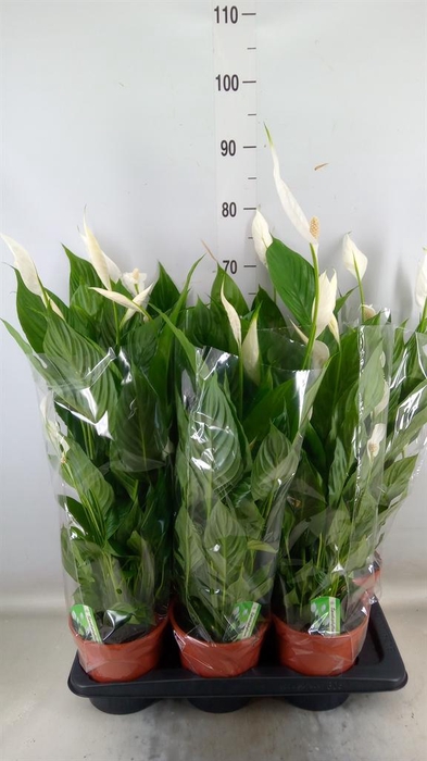 <h4>Spathiphyllum 'Verdi'</h4>