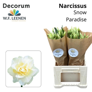Narcissus Snow Paradise 566