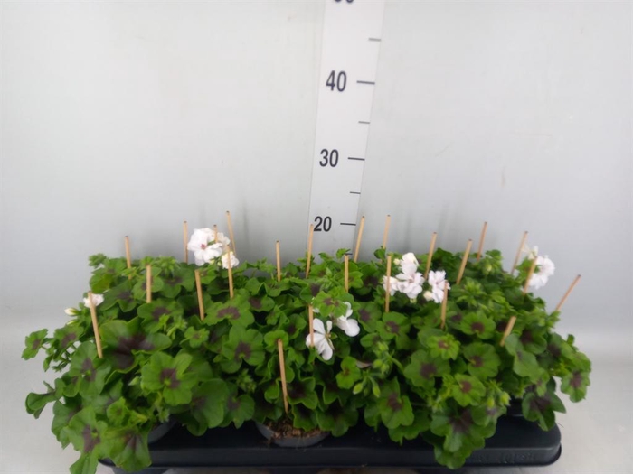 <h4>Pelargonium pelt.   ...</h4>
